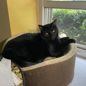 Lost Cat Blackie