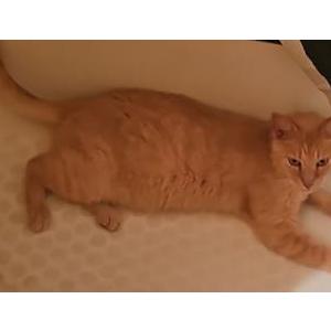 Lost Cat Tu