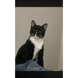 Lost Cat Smokey