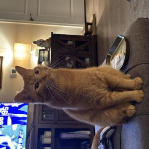Lost Cat Teddy