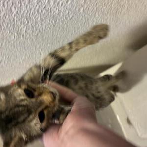 Found Cat Unknown