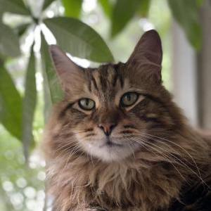 Lost Cat Prince Charming