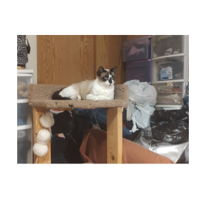 Lost Cat Lucy