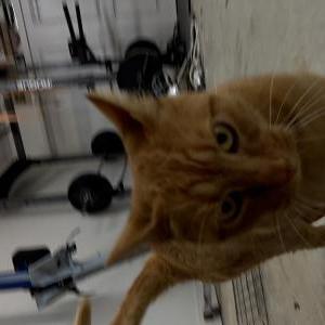 Image of Unknown, Found Cat
