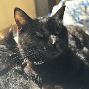 Lost Cat Zena