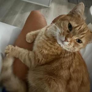 Lost Cat Purrcy aka P