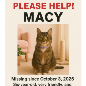 Lost Cat Macy