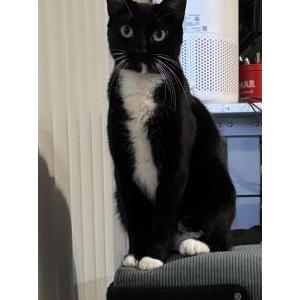 Image of Ritz, Lost Cat