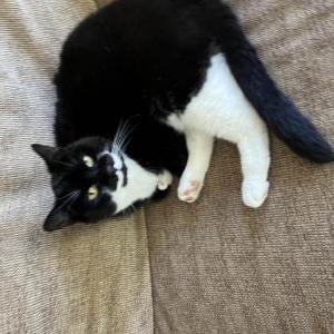 Lost Cat Mia