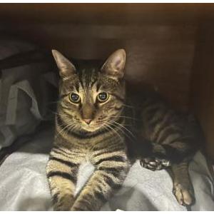 Image of Severus, Lost Cat