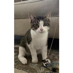 Found Cat Unknown