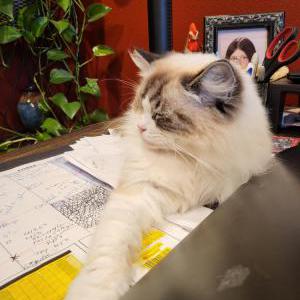Lost Cat Kada