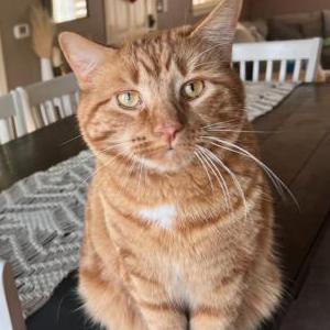 Image of Bingo, Lost Cat
