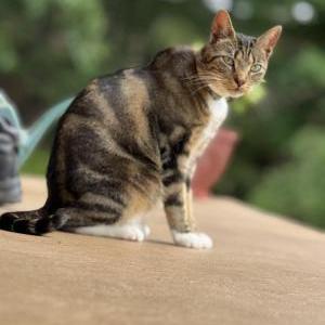 Image of Stormy, Lost Cat