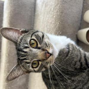 Image of Boots, Lost Cat