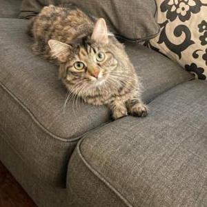 Lost Cat Sunny