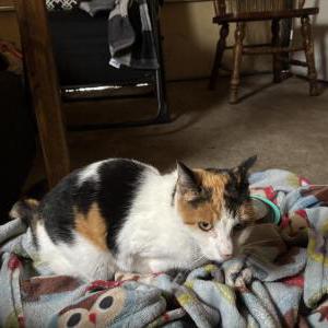 Image of Unknown, Found Cat