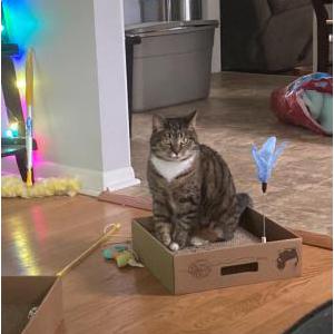 Lost Cat Cali