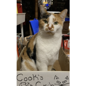 Image of Cookie, Lost Cat