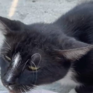 Lost Cat Captain