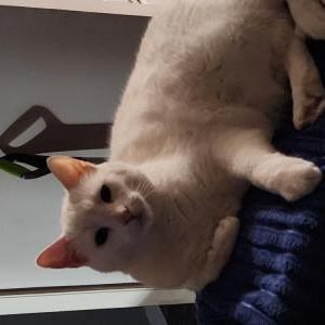 Lost Cat Aspen