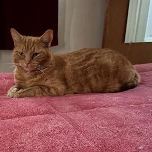 Image of Meow meow, Lost Cat