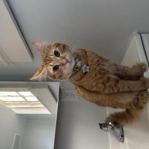 Lost Cat Pickles