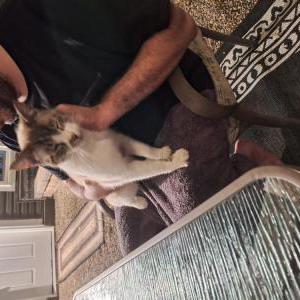 Image of Unknown, Found Cat