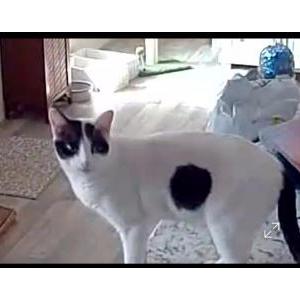 Lost Cat Tilley