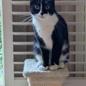Lost Cat JoJo