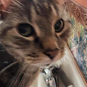 Found Cat Unknown