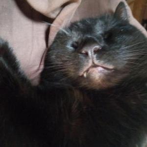 Image of Charlie booboo, Lost Cat