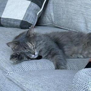 Image of Marlo, Lost Cat