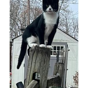 Lost Cat Minnie