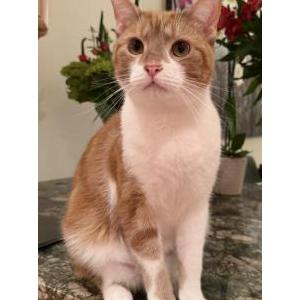 Lost Cat Milo