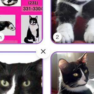 Image of Eddie, Lost Cat