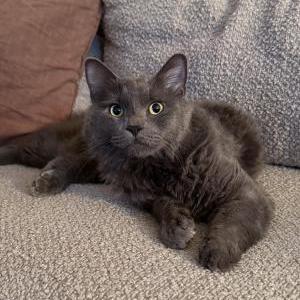 Found Cat Unknown