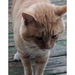 Image of Unknown, Found Cat