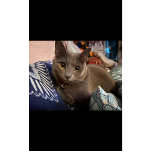 Lost Cat Gemma
