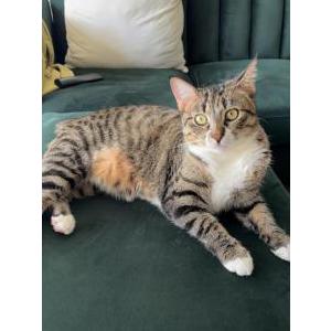 Lost Cat Barnie