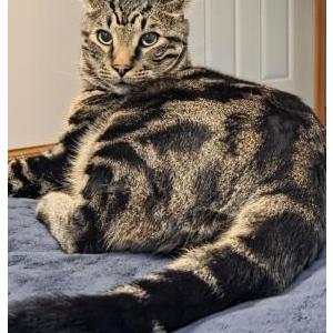 Lost Cat Naru (nah-roo)
