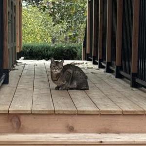 Found Cat Unknown
