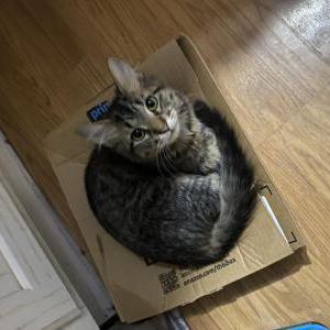 Lost Cat taquito