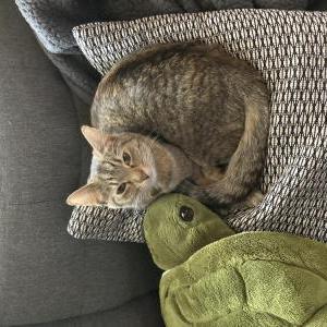 Lost Cat Izzy