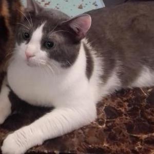 Lost Cat Bruce