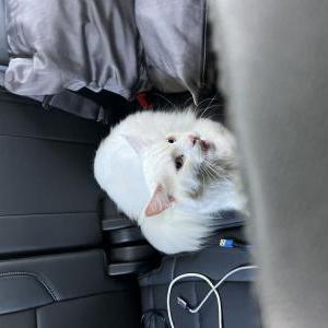 Lost Cat Snow