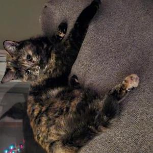 Image of Lily, Lost Cat