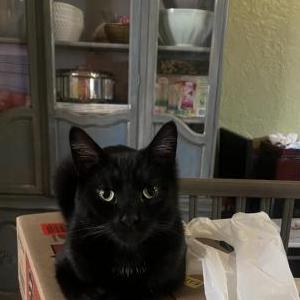 Lost Cat Milo