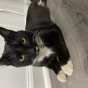 Image of Scrubs, Lost Cat