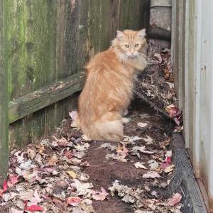 Lost Cat Luci